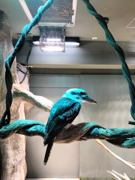 カワスイ 川崎⽔族館に投稿された画像（2023/12/17）