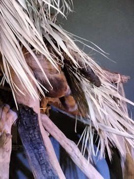 カワスイ 川崎⽔族館に投稿された画像（2023/12/17）