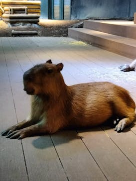 カワスイ 川崎⽔族館に投稿された画像（2023/12/17）