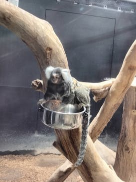 カワスイ 川崎⽔族館に投稿された画像（2023/12/17）