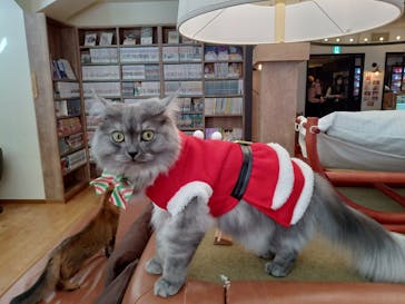 猫カフェモカ　池袋東口店に投稿された画像（2023/12/18）