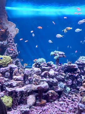 サンシャイン水族館に投稿された画像（2023/12/18）