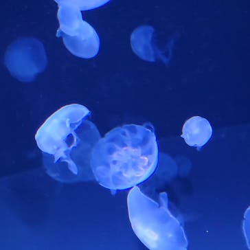 サンシャイン水族館に投稿された画像（2023/12/18）