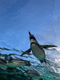 天王寺動物園に投稿された画像（2023/12/18）