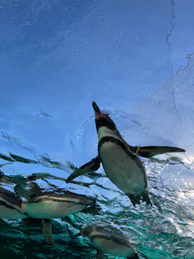 天王寺動物園に投稿された画像（2023/12/18）