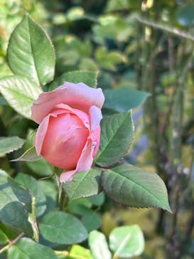 横浜イングリッシュガーデンに投稿された画像（2023/12/18）