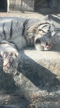 東武動物公園に投稿された画像（2023/12/18）