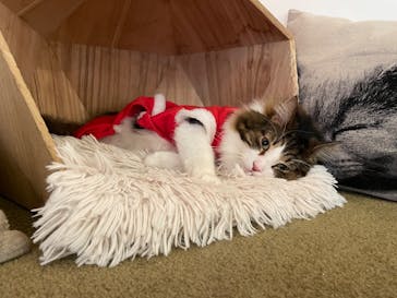 猫カフェモカ　池袋東口店に投稿された画像（2023/12/18）