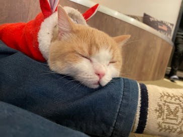 猫カフェモカ　池袋東口店に投稿された画像（2023/12/18）