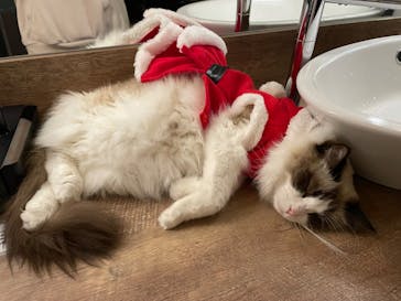 猫カフェモカ　池袋東口店に投稿された画像（2023/12/18）