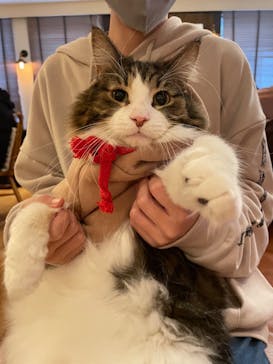 猫カフェモカ　池袋東口店に投稿された画像（2023/12/18）