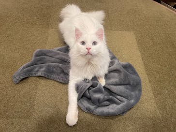 猫カフェモカ　池袋東口店に投稿された画像（2023/12/18）