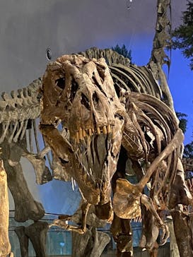 福井県立恐竜博物館に投稿された画像（2023/12/18）