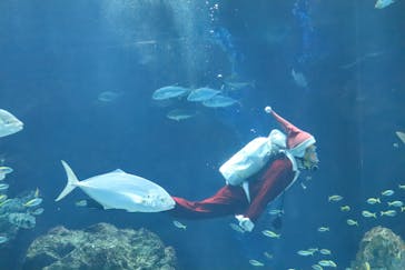 マリンワールド海の中道に投稿された画像（2023/12/18）