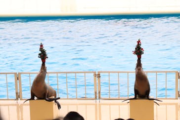 マリンワールド海の中道に投稿された画像（2023/12/18）