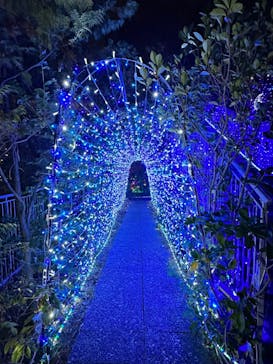 アクロス福岡イルミネーションに投稿された画像（2023/12/18）