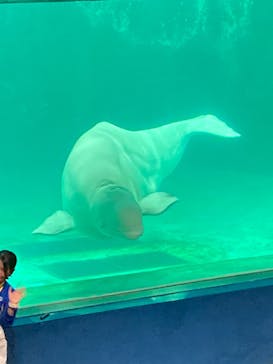 鴨川シーワールドに投稿された画像（2023/12/18）