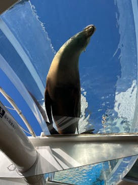 サンシャイン水族館に投稿された画像（2023/12/18）