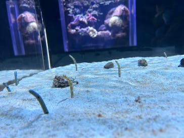 DMMかりゆし水族館に投稿された画像（2023/12/19）