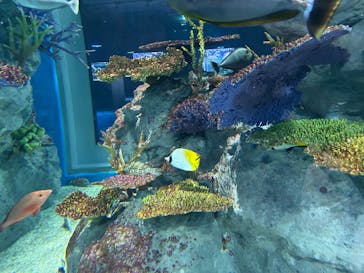 DMMかりゆし水族館に投稿された画像（2023/12/19）