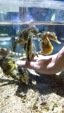 ゼロ距離水族館 伊勢シーパラダイスに投稿された画像（2023/12/19）