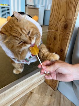 猫カフェモカ　イオンレイクタウン店に投稿された画像（2023/12/19）