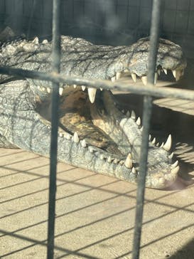 体感型動物園iZooに投稿された画像（2023/12/19）