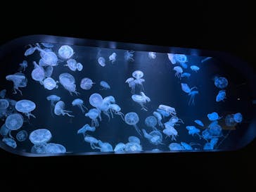 AOAO SAPPOROに投稿された画像（2023/12/19）