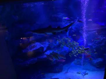 すみだ水族館に投稿された画像（2023/12/19）