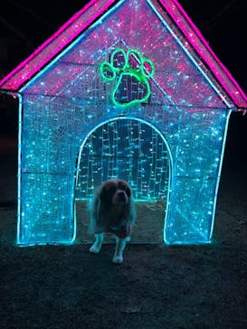 神戸イルミナージュに投稿された画像（2023/12/19）