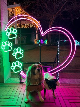 神戸イルミナージュに投稿された画像（2023/12/19）