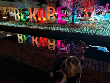 神戸イルミナージュに投稿された画像（2023/12/19）