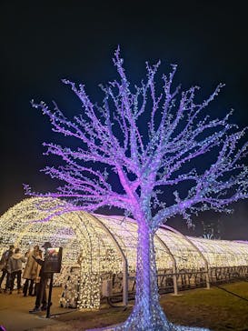 東京メガイルミに投稿された画像（2023/12/19）