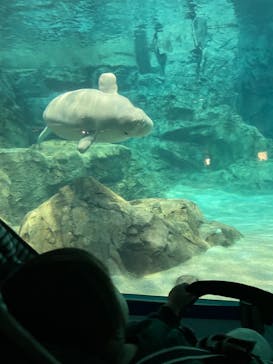 名古屋港水族館に投稿された画像（2023/12/19）