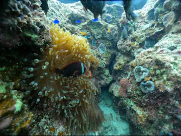 武藤潜水に投稿された画像（2023/12/20）