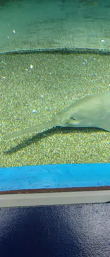 マクセル アクアパーク品川に投稿された画像（2023/12/20）