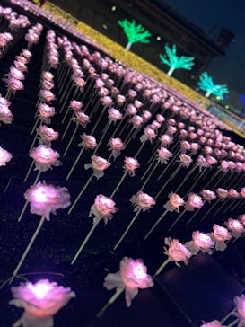 東京メガイルミに投稿された画像（2023/12/20）