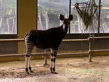 よこはま動物園ズーラシアに投稿された画像（2023/12/20）