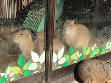 伊豆シャボテン動物公園に投稿された画像（2023/12/21）