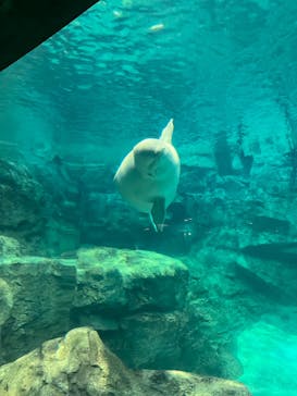 名古屋港水族館に投稿された画像（2023/12/21）