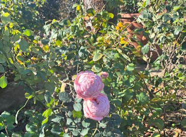 横浜イングリッシュガーデンに投稿された画像（2023/12/21）