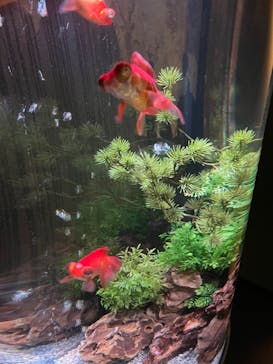 NARA KINGYO MUSEUMに投稿された画像（2023/12/21）