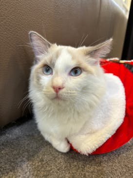 猫カフェモカ　立川店に投稿された画像（2023/12/21）