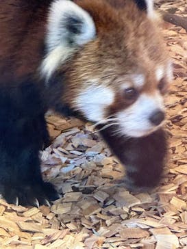 日立市かみね動物園に投稿された画像（2023/12/21）