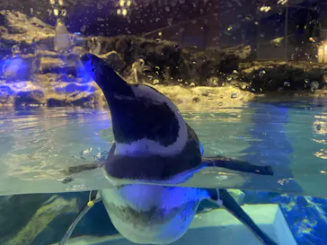 すみだ水族館に投稿された画像（2023/12/21）