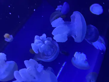 すみだ水族館に投稿された画像（2023/12/21）