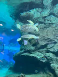 名古屋港水族館に投稿された画像（2023/12/21）