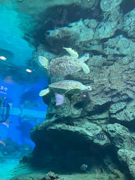 名古屋港水族館に投稿された画像（2023/12/21）