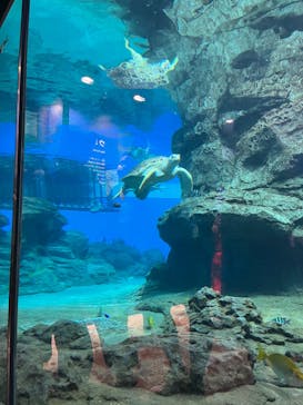 名古屋港水族館に投稿された画像（2023/12/21）