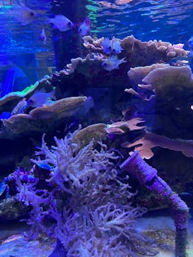 名古屋港水族館に投稿された画像（2023/12/21）